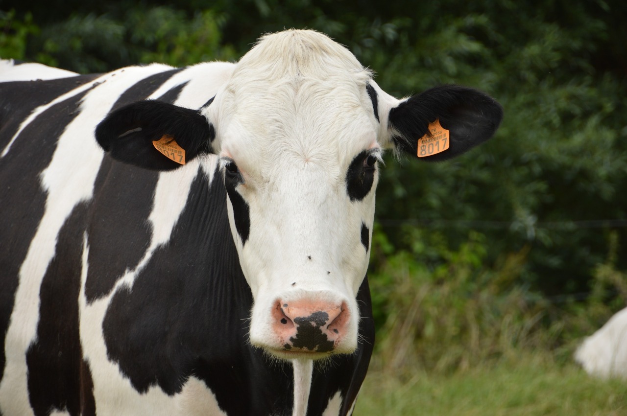 Alertan sobre abuso y mal uso de antibióticos en el ganado